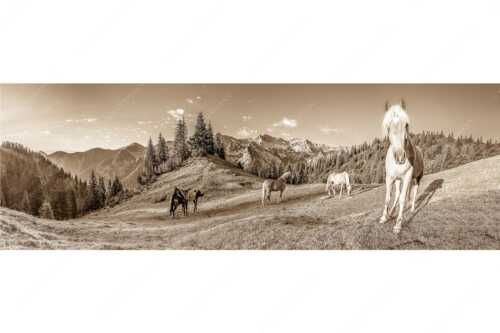 Haflinger Pferde mit Soiernspitze im Soierngebirge - Aufgeweckt - Seitenverhältnis 3:1 - Pferde im Soierngebirge - weitere Infos unter https://www.kriner-weiermann.de