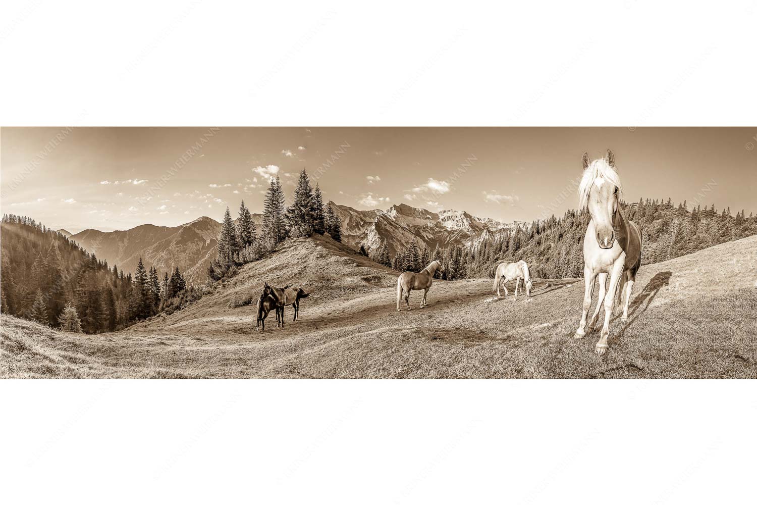 Aufgeweckt – Seitenverhältnis 3:1 — Pferde im Soierngebirge Haflinger Pferde mit Soiernspitze im Soierngebirge