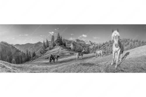 Haflinger Pferde mit Soiernspitze im Soierngebirge - Aufgeweckt - Seitenverhältnis 3:1 - Pferde im Soierngebirge - weitere Infos unter https://www.kriner-weiermann.de