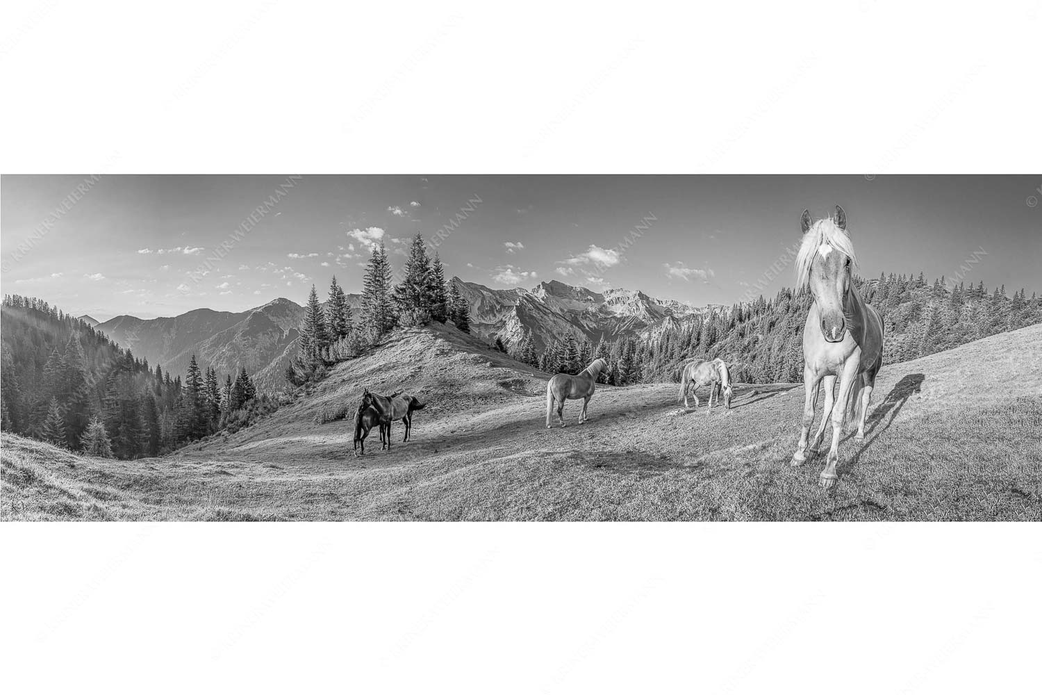 Aufgeweckt – Seitenverhältnis 3:1 — Pferde im Soierngebirge Haflinger Pferde mit Soiernspitze im Soierngebirge