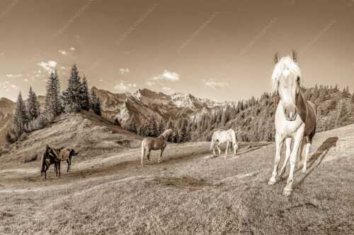 Haflinger Pferde mit Soiernspitze im Soierngebirge - Aufgeweckt - Seitenverhältnis 3:2 - Pferde im Soierngebirge - weitere Infos unter https://www.kriner-weiermann.de