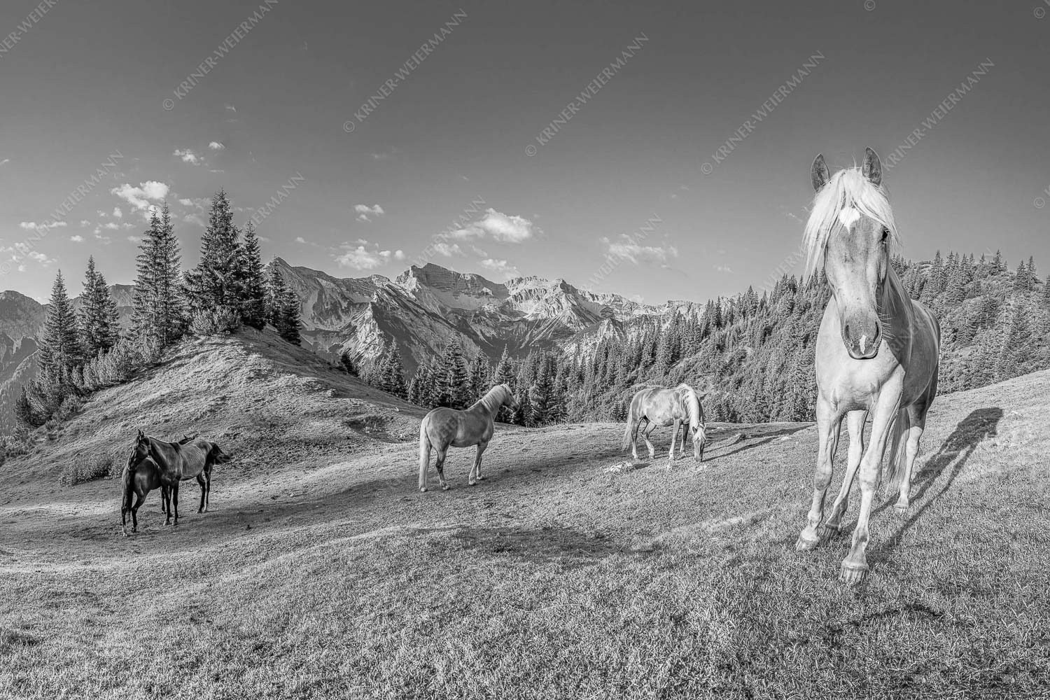 Haflinger Pferde mit Soiernspitze im Soierngebirge - Aufgeweckt - Seitenverhältnis 3:2 - Pferde im Soierngebirge - weitere Infos unter https://www.kriner-weiermann.de