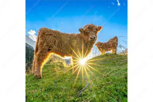 Junge Hochlandrinder am Halleranger im Karwendelgebirge - Babys - Seitenverhältnis 1:1 - Schottische Hochland Rinder Kälber - weitere Infos unter https://www.kriner-weiermann.de