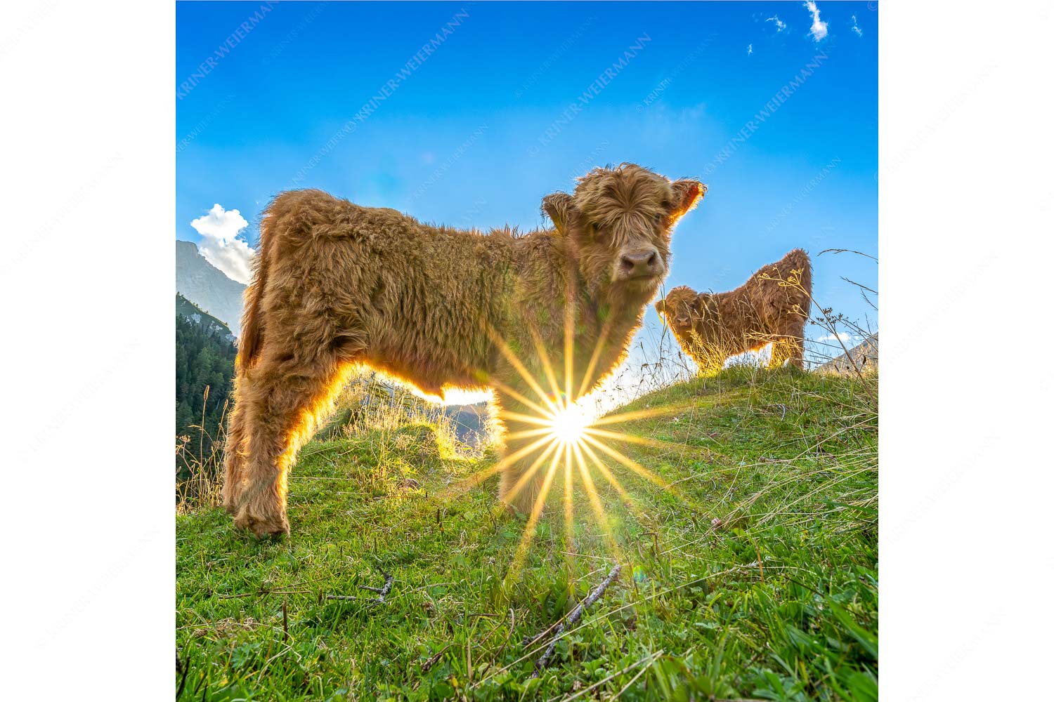 Babys – Seitenverhältnis 1:1 — Schottische Hochland Rinder Kälber Junge Hochlandrinder am Halleranger im Karwendelgebirge