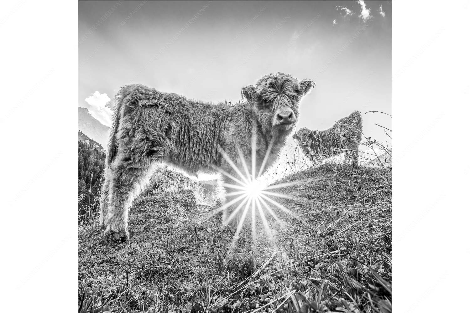 Junge Hochlandrinder am Halleranger im Karwendelgebirge