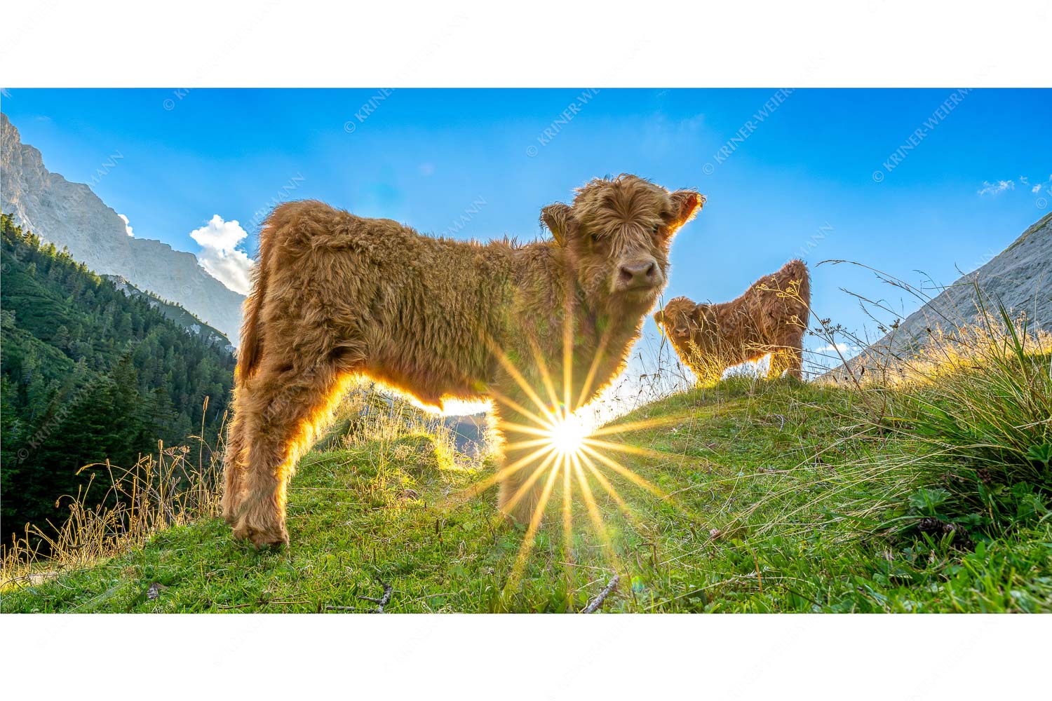 Babys – Seitenverhältnis 2:1 — Schottische Hochland Rinder Kälber Junge Hochlandrinder am Halleranger im Karwendelgebirge