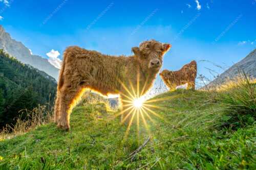 Junge Hochlandrinder am Halleranger im Karwendelgebirge - Babys - Seitenverhältnis 3:2 - Schottische Hochland Rinder Kälber - weitere Infos unter https://www.kriner-weiermann.de