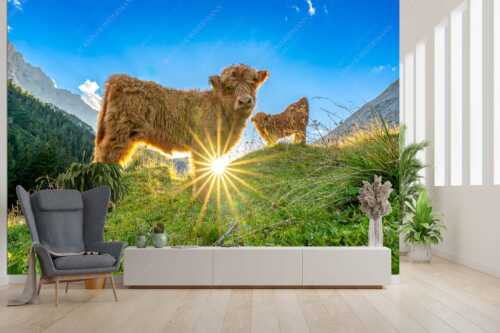 Junge Hochlandrinder am Halleranger im Karwendelgebirge - Babys - Größe ca. 300x200cm, Seitenverhältnis 3:2 - Schottische Hochland Rinder Kälber - weitere Infos unter https://www.kriner-weiermann.de