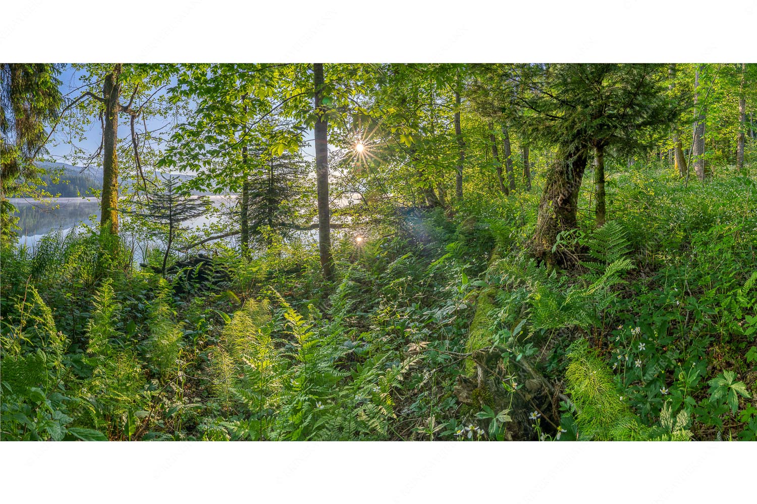 Barmseejungle II – Seitenverhältnis 2:1 — Vegitation am Barmsee Eine üppige Frühlingsvegitation an den feuchten Ufern des Barmsees
