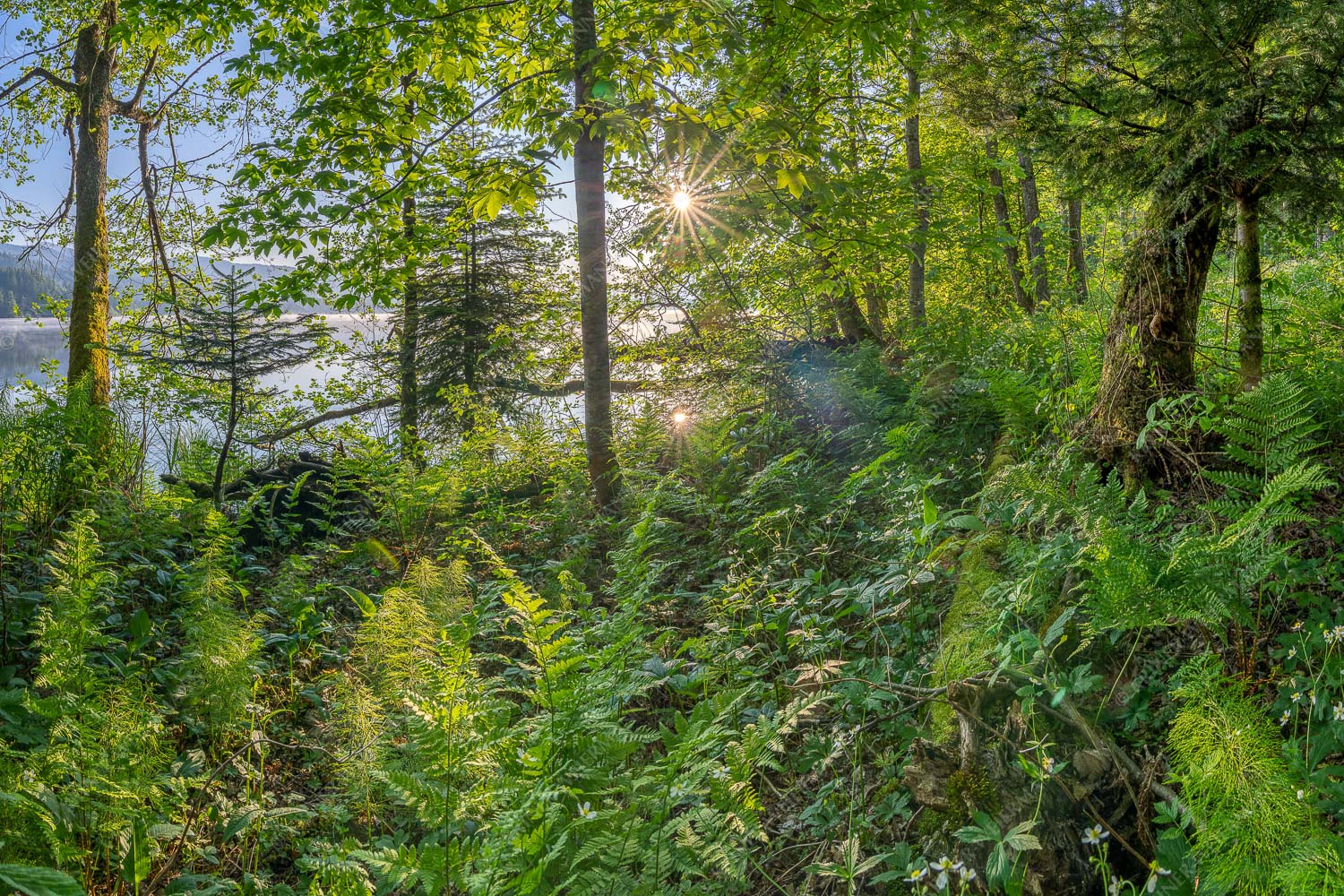 Barmseejungle II – Seitenverhältnis 3:2 — Vegitation am Barmsee Eine üppige Frühlingsvegitation an den feuchten Ufern des Barmsees