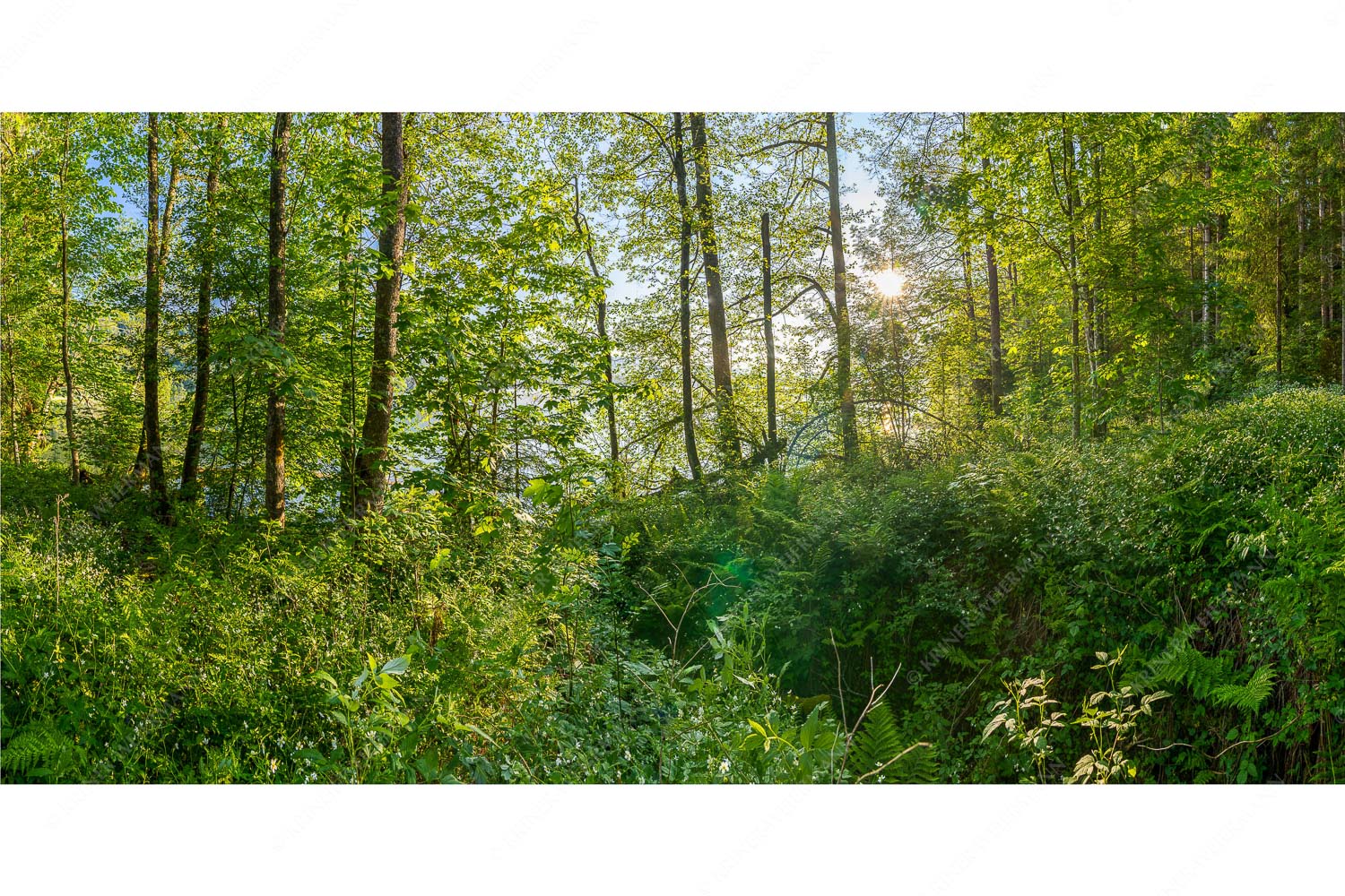 Barmseejungle – Seitenverhältnis 2:1 — Urwald am Barmsee Eine üppige Vegitation erstreckt sich an den feuchten Ufern des Barmsees