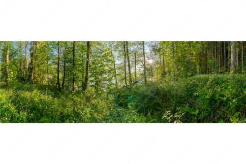 Eine üppige Vegitation erstreckt sich an den feuchten Ufern des Barmsees - Barmseejungle - Seitenverhältnis 3:1 - Urwald am Barmsee - weitere Infos unter https://www.kriner-weiermann.de