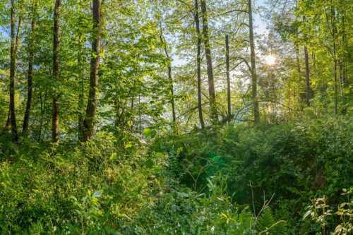 Eine üppige Vegitation erstreckt sich an den feuchten Ufern des Barmsees - Barmseejungle - Seitenverhältnis 3:2 - Urwald am Barmsee - weitere Infos unter https://www.kriner-weiermann.de