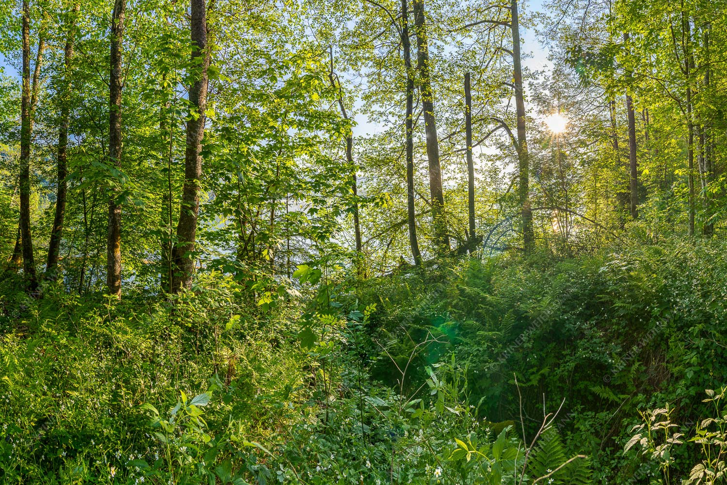 Barmseejungle – Seitenverhältnis 3:2 — Urwald am Barmsee Eine üppige Vegitation erstreckt sich an den feuchten Ufern des Barmsees