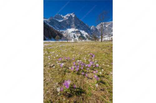 Im Frühling sind in der Eng die Wiesen übersät mit wilden Krokussen - Bergelfen - Seitenverhältnis 2:3 - Engalm im Karwendelgebirge - weitere Infos unter https://www.kriner-weiermann.de