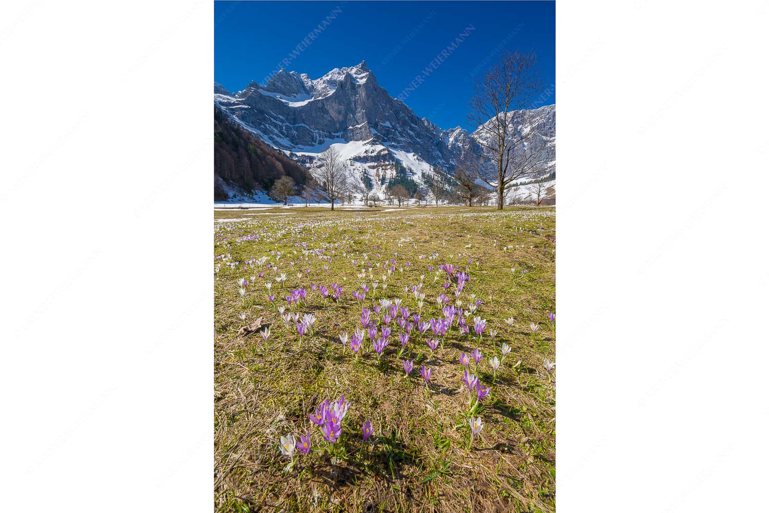Bergelfen – Seitenverhältnis 2:3 — Engalm im Karwendelgebirge Im Frühling sind in der Eng die Wiesen übersät mit wilden Krokussen