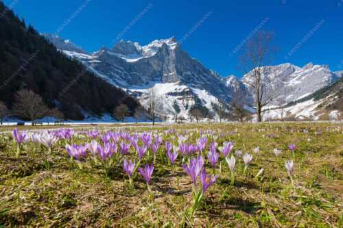 Im Frühling sind in der Eng die Wiesen übersät mit wilden Krokussen - Bergelfen - Seitenverhältnis 3:2 - Engalm im Karwendelgebirge - weitere Infos unter https://www.kriner-weiermann.de