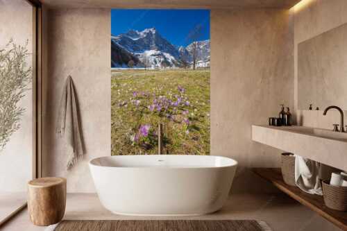 Im Frühling sind in der Eng die Wiesen übersät mit wilden Krokussen - Bergelfen - Größe ca. 160x240cm, Seitenverhältnis 2:3 - Engalm im Karwendelgebirge - weitere Infos unter https://www.kriner-weiermann.de