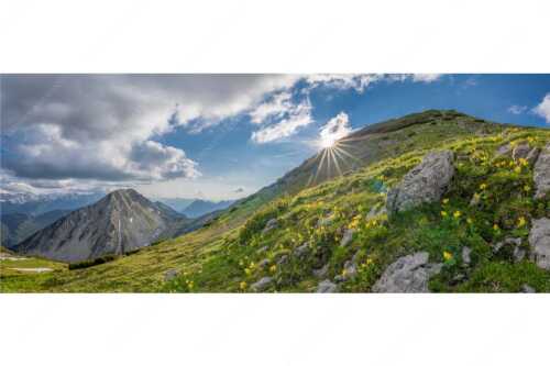 Im Frühling sind die Hänge im Estergebirge übersät mit den duftenden Blüten der Aurikel - Bergfrühling - Seitenverhältnis 2,5:1 - Frühling im Werdenfelser Land - weitere Infos unter https://www.kriner-weiermann.de