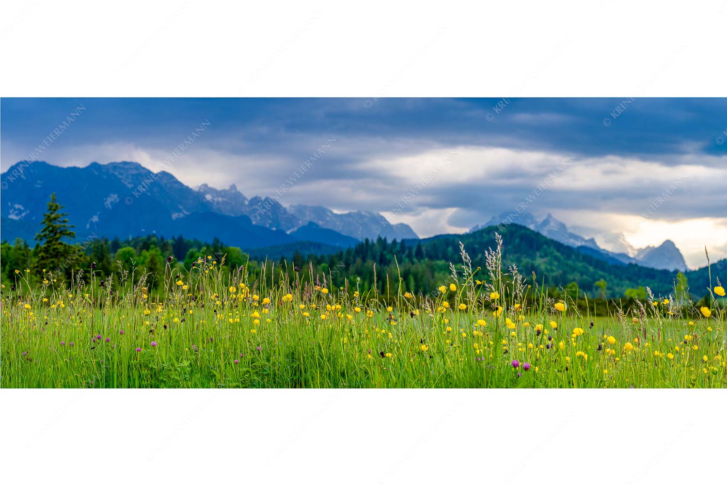 Blumen und Gräser – Seitenverhältnis 2,5:1 — Blumenwiese am Barmsee Blick über Blumenwiese bei Krün mit Blick zum Wettersteingebirge