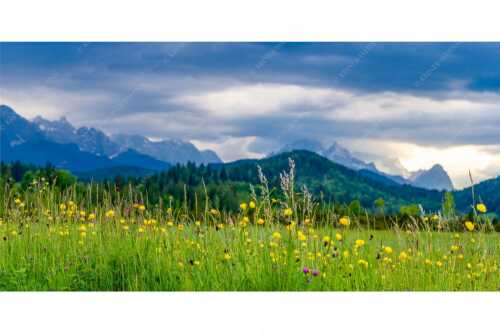 Blick über Blumenwiese bei Krün mit Blick zum Wettersteingebirge - Blumen und Gräser - Seitenverhältnis 2:1 - Blumenwiese am Barmsee - weitere Infos unter https://www.kriner-weiermann.de