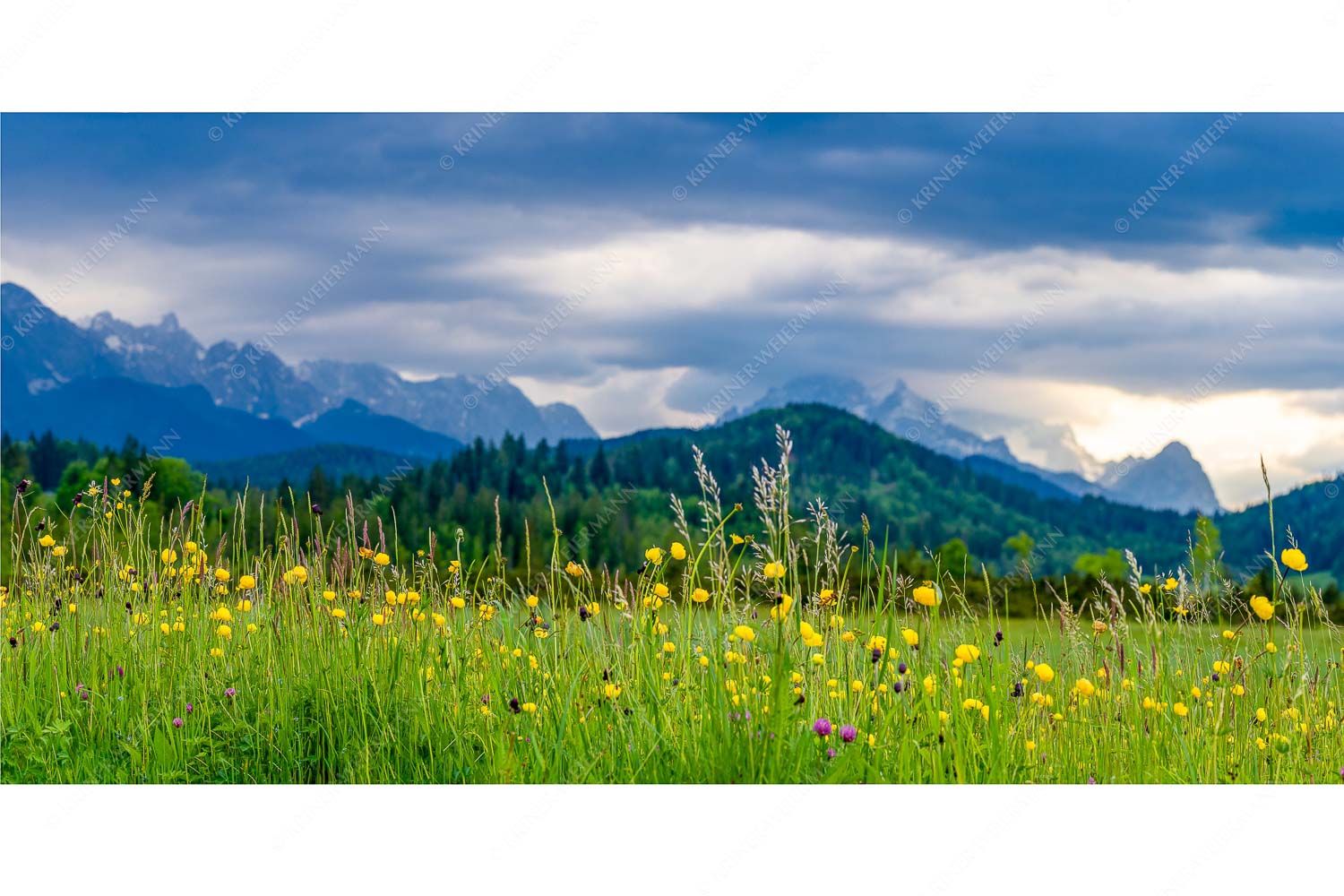 Blumen und Gräser – Seitenverhältnis 2:1 — Blumenwiese am Barmsee Blick über Blumenwiese bei Krün mit Blick zum Wettersteingebirge