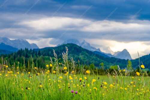 Blick über Blumenwiese bei Krün mit Blick zum Wettersteingebirge - Blumen und Gräser - Seitenverhältnis 3:2 - Blumenwiese am Barmsee - weitere Infos unter https://www.kriner-weiermann.de