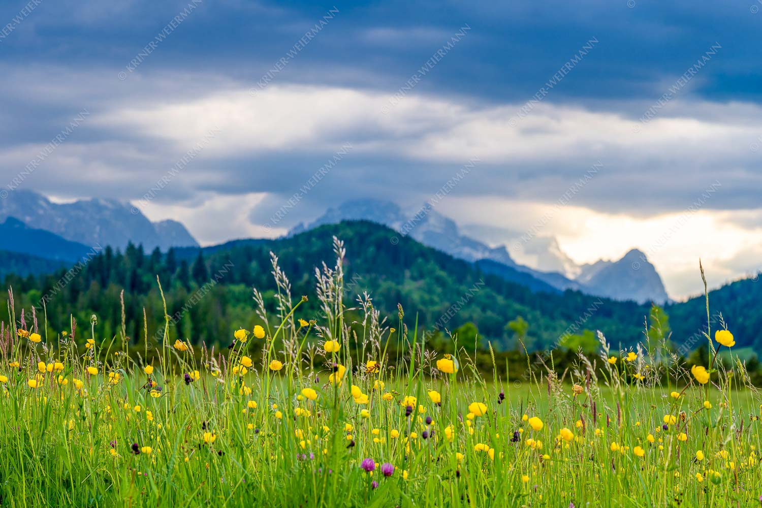 Blick über Blumenwiese bei Krün mit Blick zum Wettersteingebirge