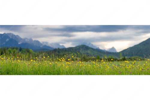 Blick über Blumenwiese bei Krün mit Blick zum Wettersteingebirge - Blumen und Gräser II - Seitenverhältnis 3:1 - Blumenwiese bei Krün - weitere Infos unter https://www.kriner-weiermann.de