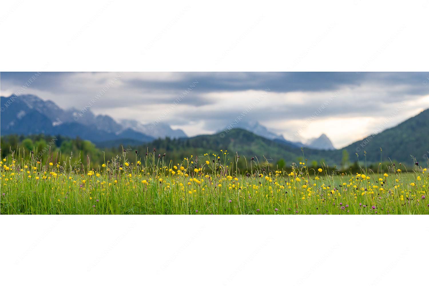 Blumen und Gräser II – Seitenverhältnis 3:1 — Blumenwiese bei Krün Blick über Blumenwiese bei Krün mit Blick zum Wettersteingebirge