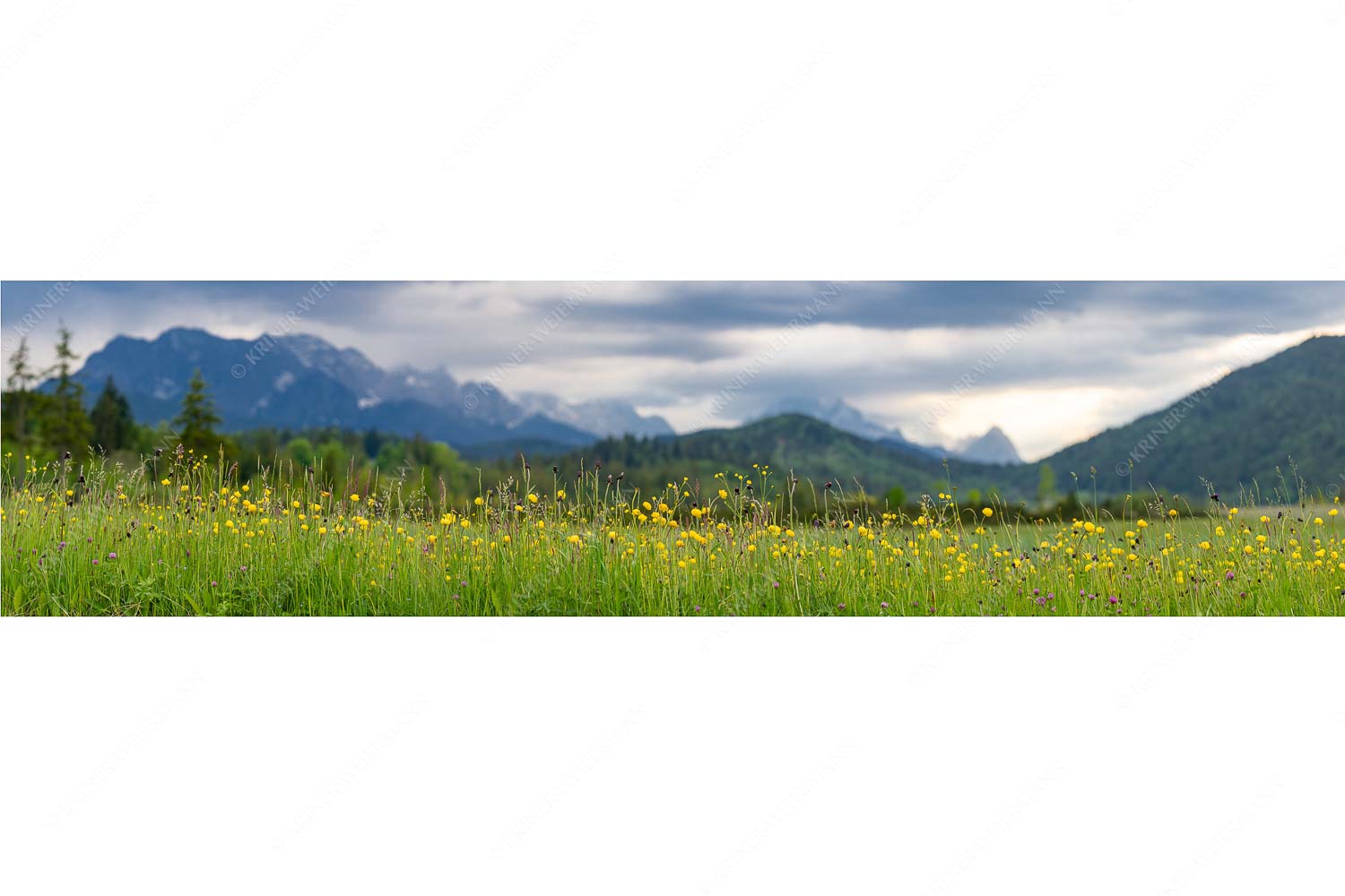 Blick über Blumenwiese bei Krün mit Blick zum Wettersteingebirge