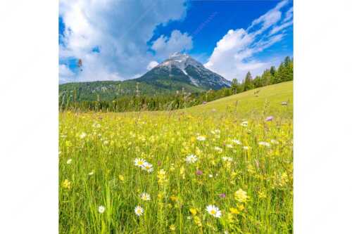 Satte Blumenwiese in Leutasch vor Hoher Munde in den Mieminger Bergen - Blumenwiese vor Hoher Munde - Seitenverhältnis 1:1 - Leutasch - weitere Infos unter https://www.kriner-weiermann.de