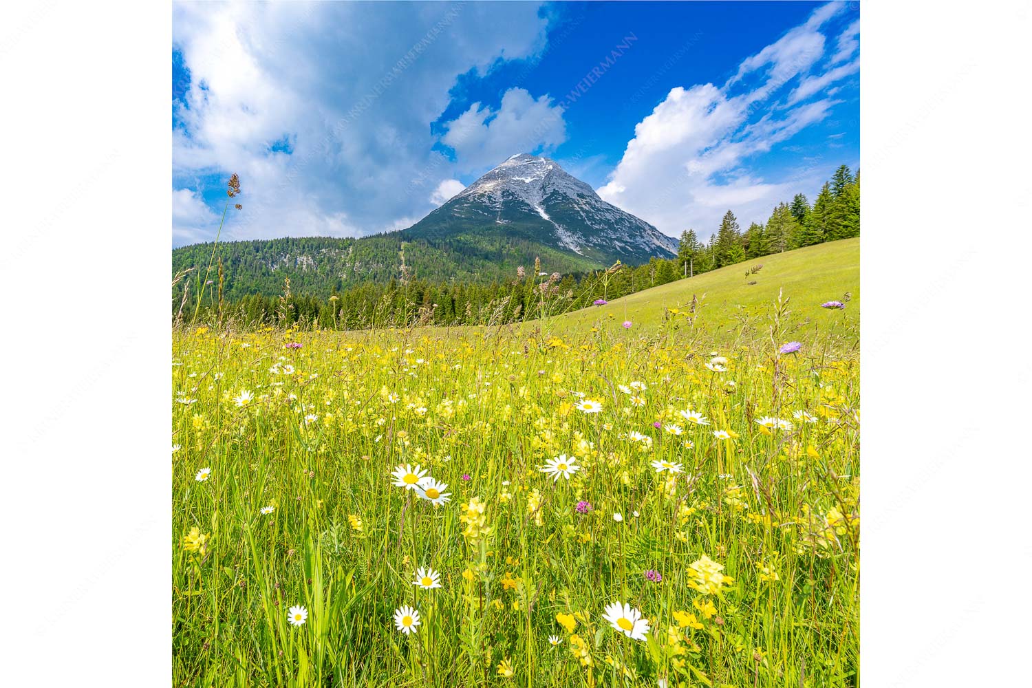 Blumenwiese vor Hoher Munde – Seitenverhältnis 1:1 — Leutasch Satte Blumenwiese in Leutasch vor Hoher Munde in den Mieminger Bergen