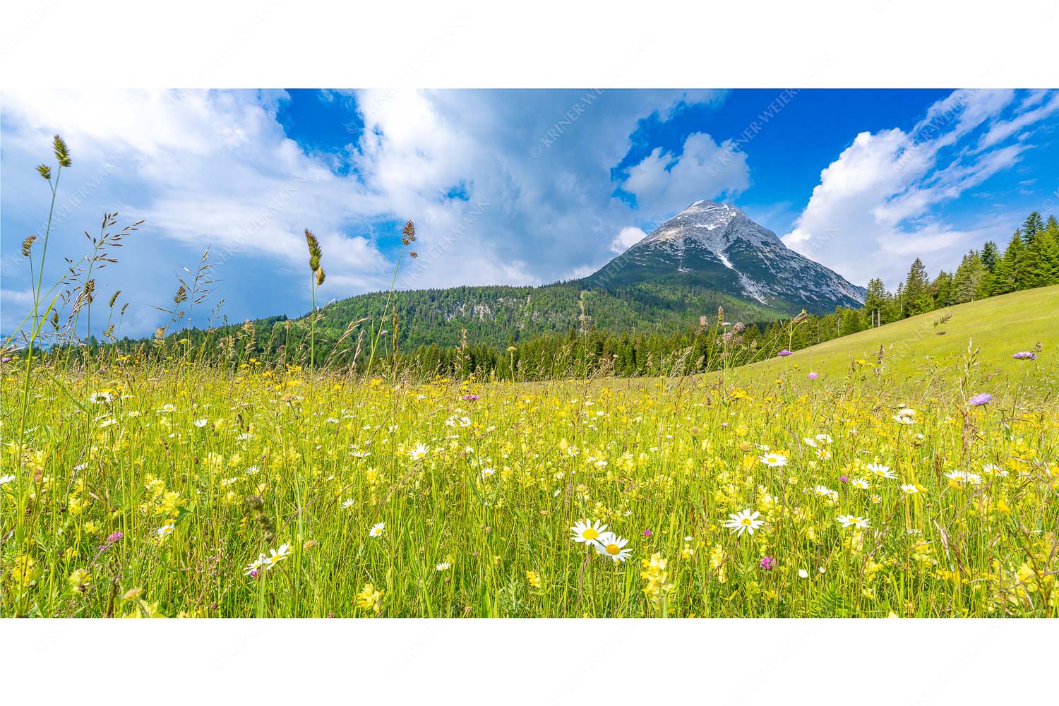 Satte Blumenwiese in Leutasch vor Hoher Munde in den Mieminger Bergen