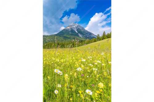 Satte Blumenwiese in Leutasch vor Hoher Munde in den Mieminger Bergen - Blumenwiese vor Hoher Munde - Seitenverhältnis 2:3 - Leutasch - weitere Infos unter https://www.kriner-weiermann.de