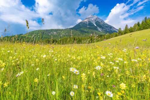 Satte Blumenwiese in Leutasch vor Hoher Munde in den Mieminger Bergen - Blumenwiese vor Hoher Munde - Seitenverhältnis 3:2 - Leutasch - weitere Infos unter https://www.kriner-weiermann.de