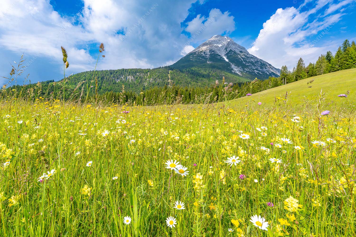 Blumenwiese vor Hoher Munde – Seitenverhältnis 3:2 — Leutasch Satte Blumenwiese in Leutasch vor Hoher Munde in den Mieminger Bergen