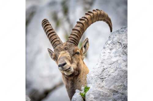 Alter Steinbock im Karwendelgebirge - Chef - Seitenverhältnis 1:1 - Steinbock im Karwendel - weitere Infos unter https://www.kriner-weiermann.de