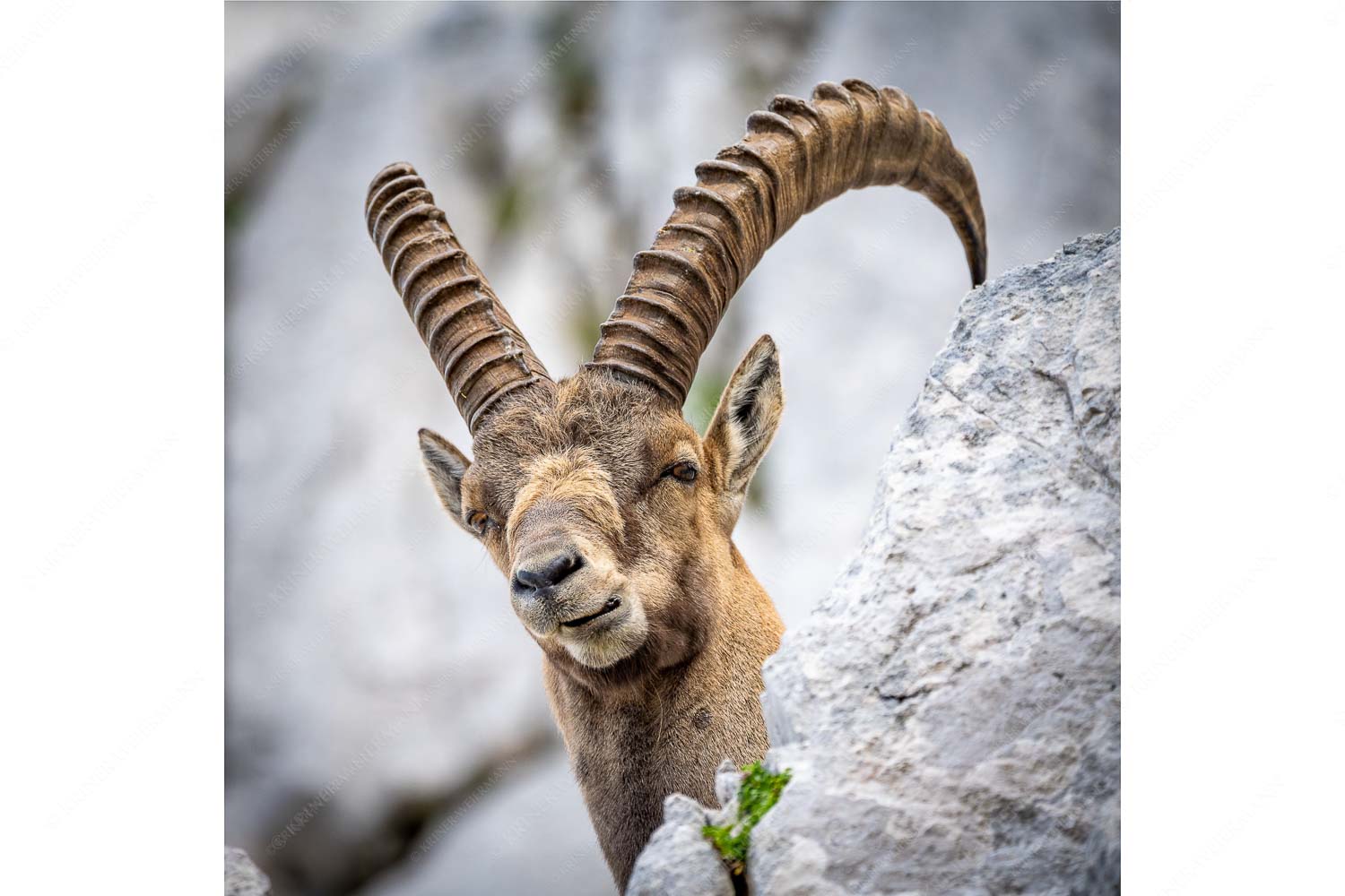 Chef – Seitenverhältnis 1:1 — Steinbock im Karwendel Alter Steinbock im Karwendelgebirge