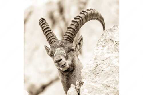 Alter Steinbock im Karwendelgebirge - Chef - Seitenverhältnis 1:1 - Steinbock im Karwendel - weitere Infos unter https://www.kriner-weiermann.de