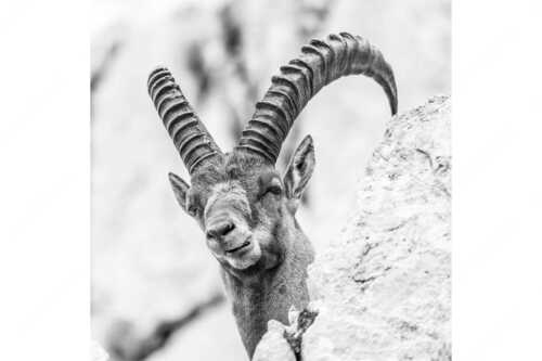 Alter Steinbock im Karwendelgebirge - Chef - Seitenverhältnis 1:1 - Steinbock im Karwendel - weitere Infos unter https://www.kriner-weiermann.de