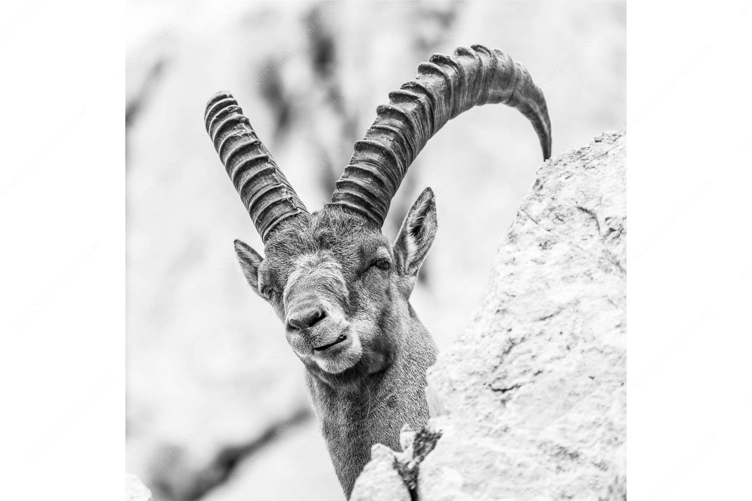 Chef – Seitenverhältnis 1:1 — Steinbock im Karwendel Alter Steinbock im Karwendelgebirge