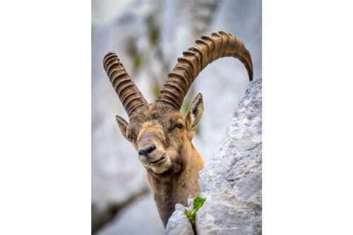 Alter Steinbock im Karwendelgebirge - Chef - Seitenverhältnis 2:3 - Steinbock im Karwendel - weitere Infos unter https://www.kriner-weiermann.de