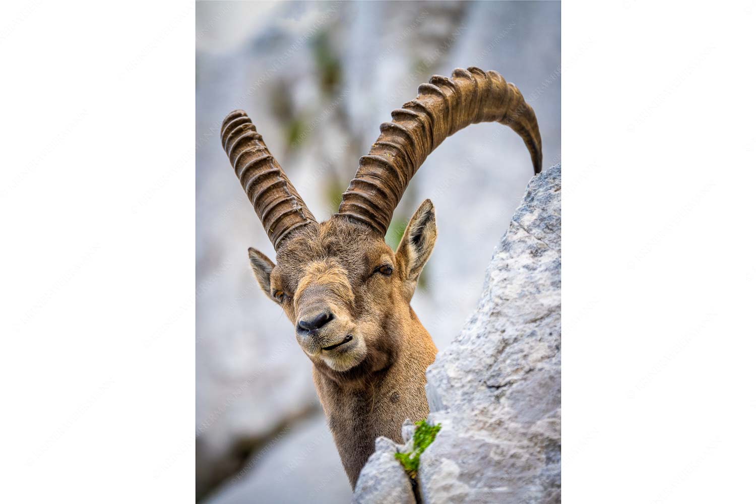 Chef – Seitenverhältnis 2:3 — Steinbock im Karwendel Alter Steinbock im Karwendelgebirge