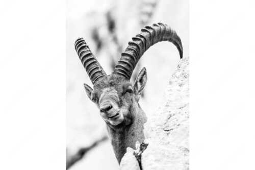 Alter Steinbock im Karwendelgebirge - Chef - Seitenverhältnis 2:3 - Steinbock im Karwendel - weitere Infos unter https://www.kriner-weiermann.de