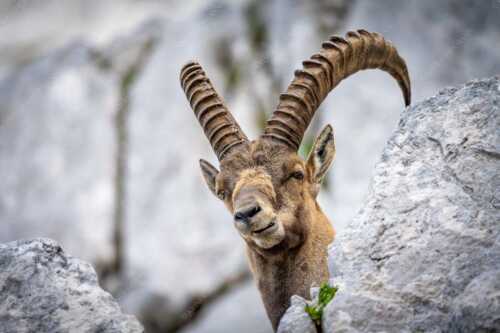 Alter Steinbock im Karwendelgebirge - Chef - Seitenverhältnis 3:2 - Steinbock im Karwendel - weitere Infos unter https://www.kriner-weiermann.de