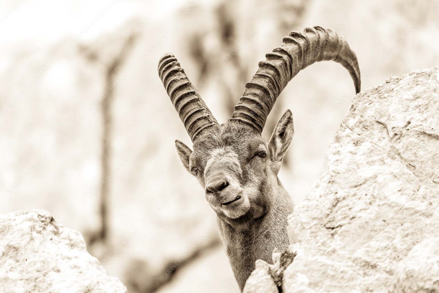 Chef – Seitenverhältnis 3:2 — Steinbock im Karwendel Alter Steinbock im Karwendelgebirge