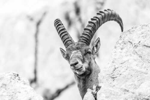 Alter Steinbock im Karwendelgebirge - Chef - Seitenverhältnis 3:2 - Steinbock im Karwendel - weitere Infos unter https://www.kriner-weiermann.de
