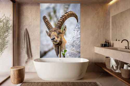 Alter Steinbock im Karwendelgebirge - Chef - Größe ca. 160x240cm, Seitenverhältnis 2:3 - Steinbock im Karwendel - weitere Infos unter https://www.kriner-weiermann.de