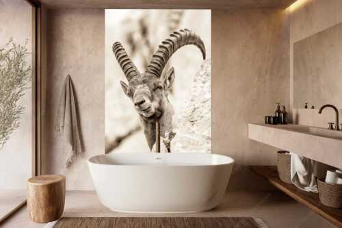 Alter Steinbock im Karwendelgebirge - Chef - Größe ca. 160x240cm, Seitenverhältnis 2:3 - Steinbock im Karwendel - weitere Infos unter https://www.kriner-weiermann.de